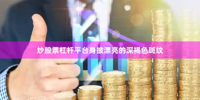 炒股票杠杆平台身披漂亮的深褐色斑纹